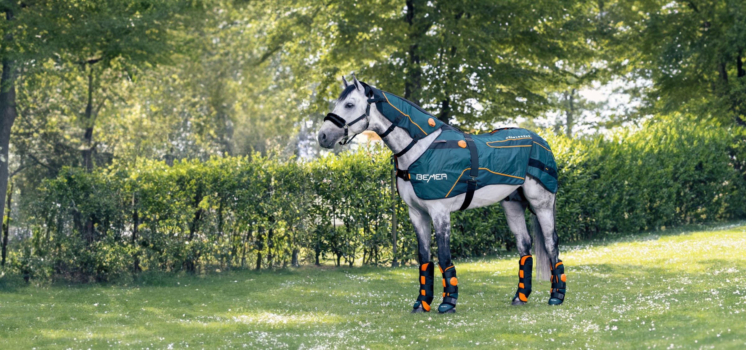 BEMER Animal Line — Horse-Set